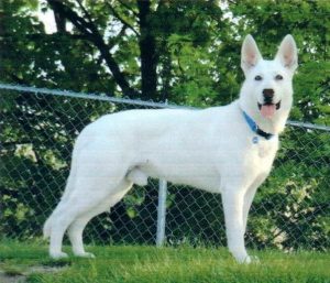 Albino German Shepherd For Sale