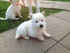 Albino German Shepherd Puppies For Sale