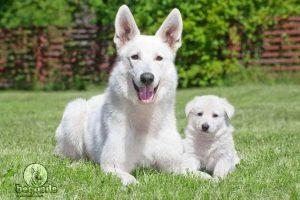 Albino German Shepherd Puppy