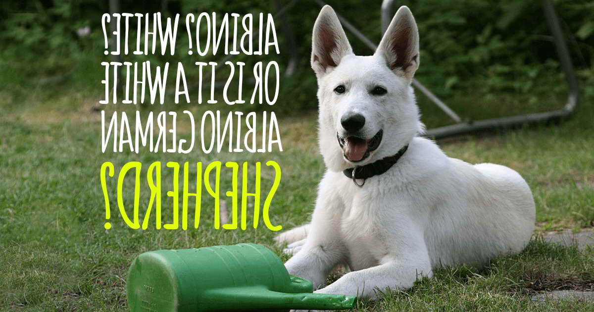 Albino German Shepherd PETSIDI