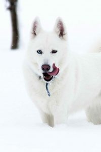 Albino Husky