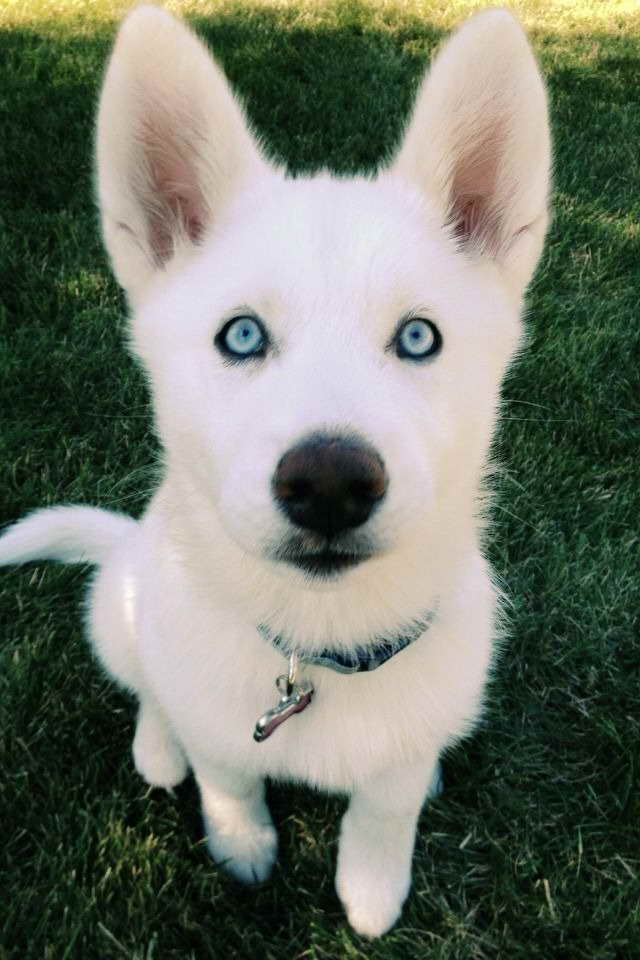 Albino Husky Puppy For Sale
