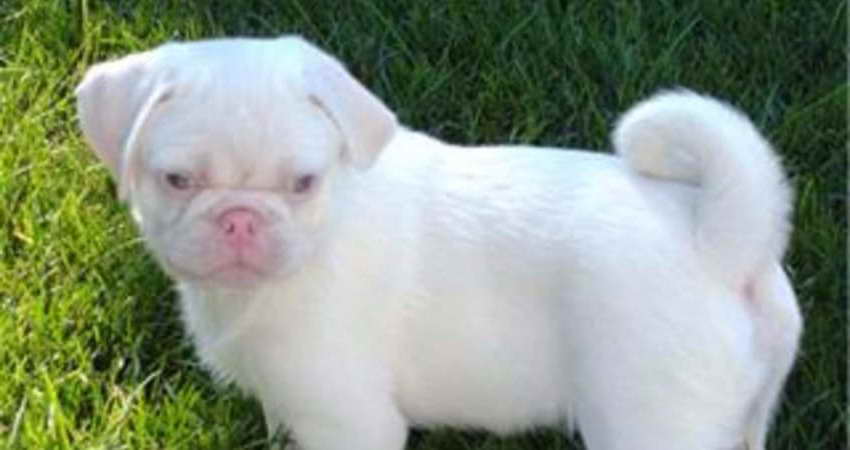 Albino Pug Puppies