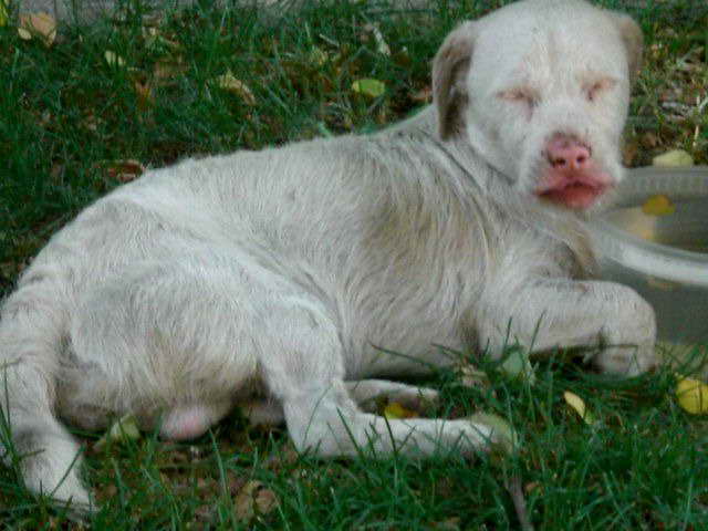 Albino Rottweiler