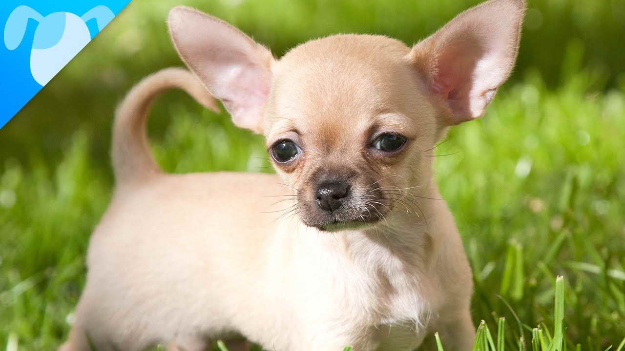 All About Chihuahua Puppy