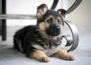 All About German Shepherd Puppy