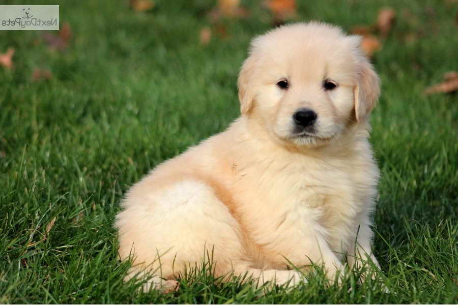 All About Golden Retriever Puppies