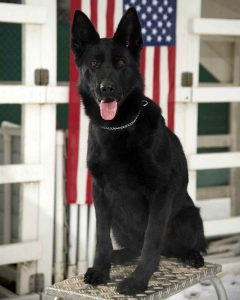 All Black German Shepherd