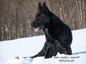 All Black German Shepherd Breeders