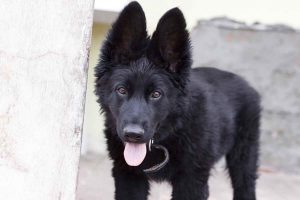 All Black German Shepherd For Sale
