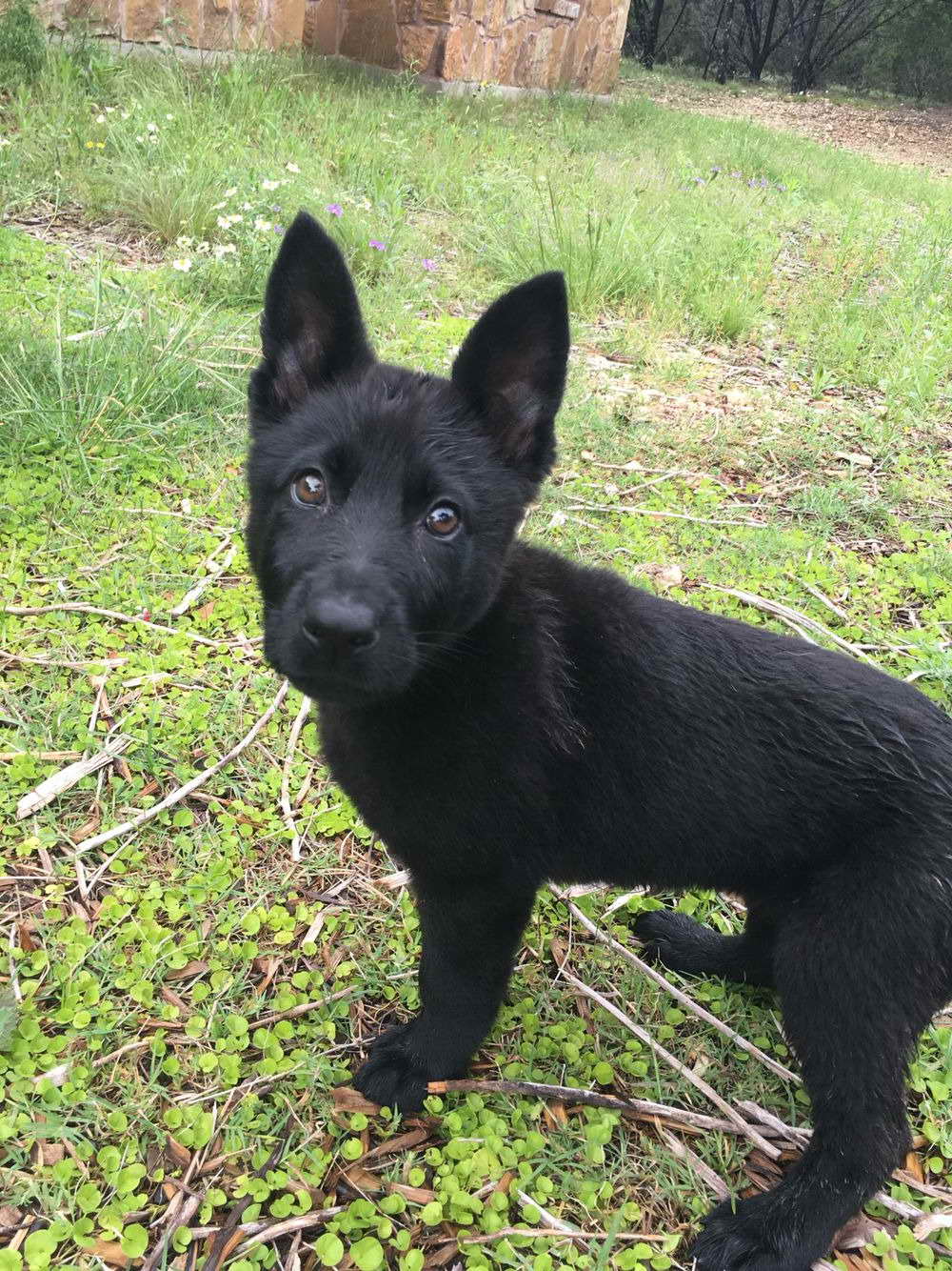 All Black German Shepherd Puppies For Sale | PETSIDI