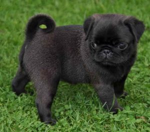 All Black Pug Puppies