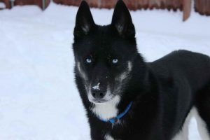 All Black Siberian Husky