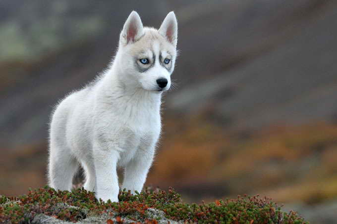 All Husky Breeds | PETSIDI