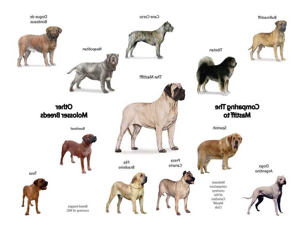all types of mastiff dogs
