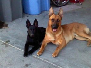 All Red German Shepherd