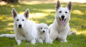 All White German Shepherd