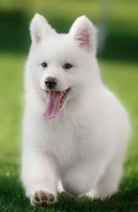 All White German Shepherd Puppies