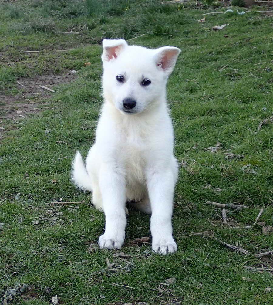 All White German Shepherd Puppies For Sale | PETSIDI