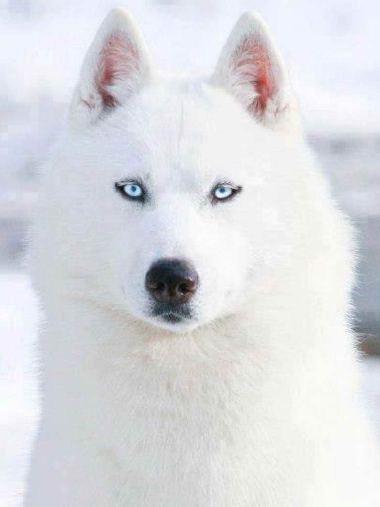 All White Husky Blue Eyes