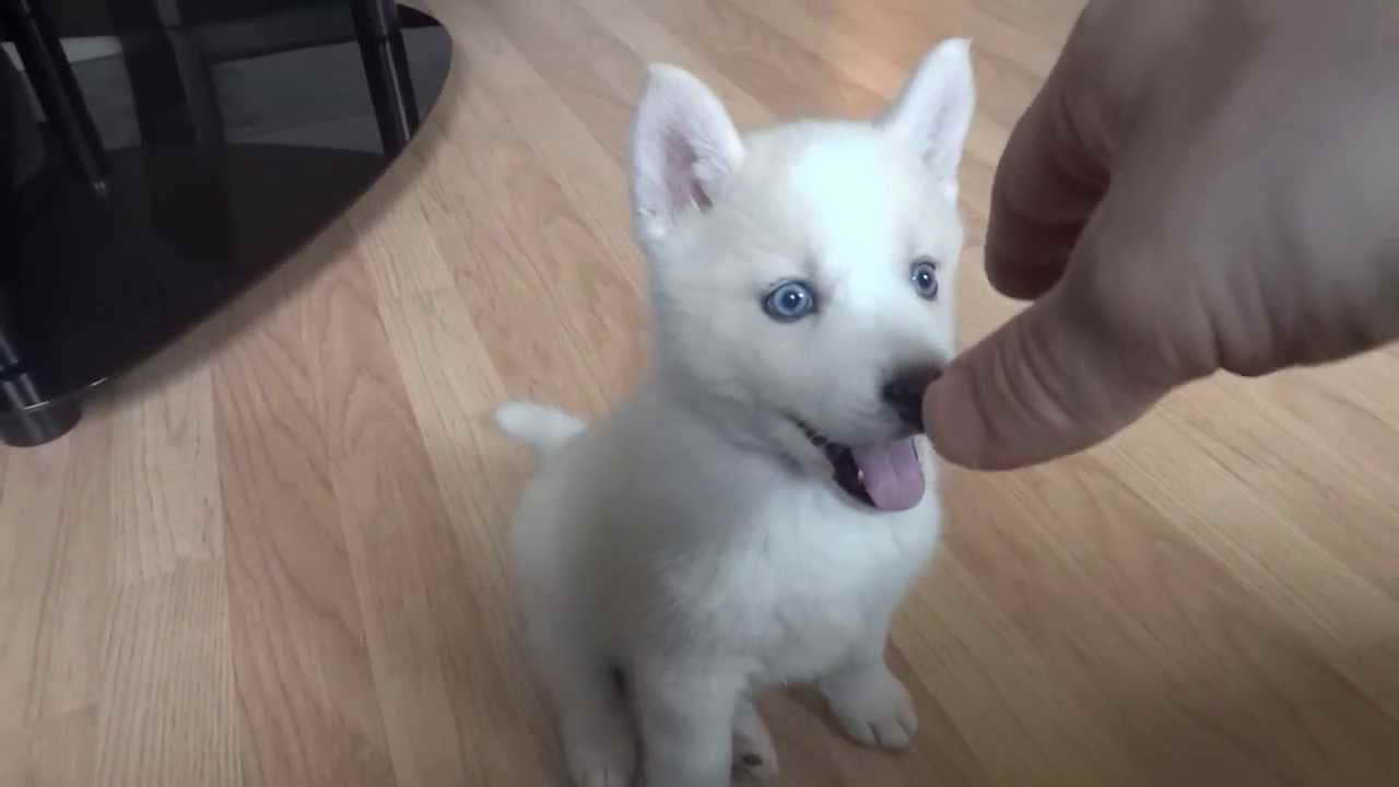 husky white blue eyes puppy