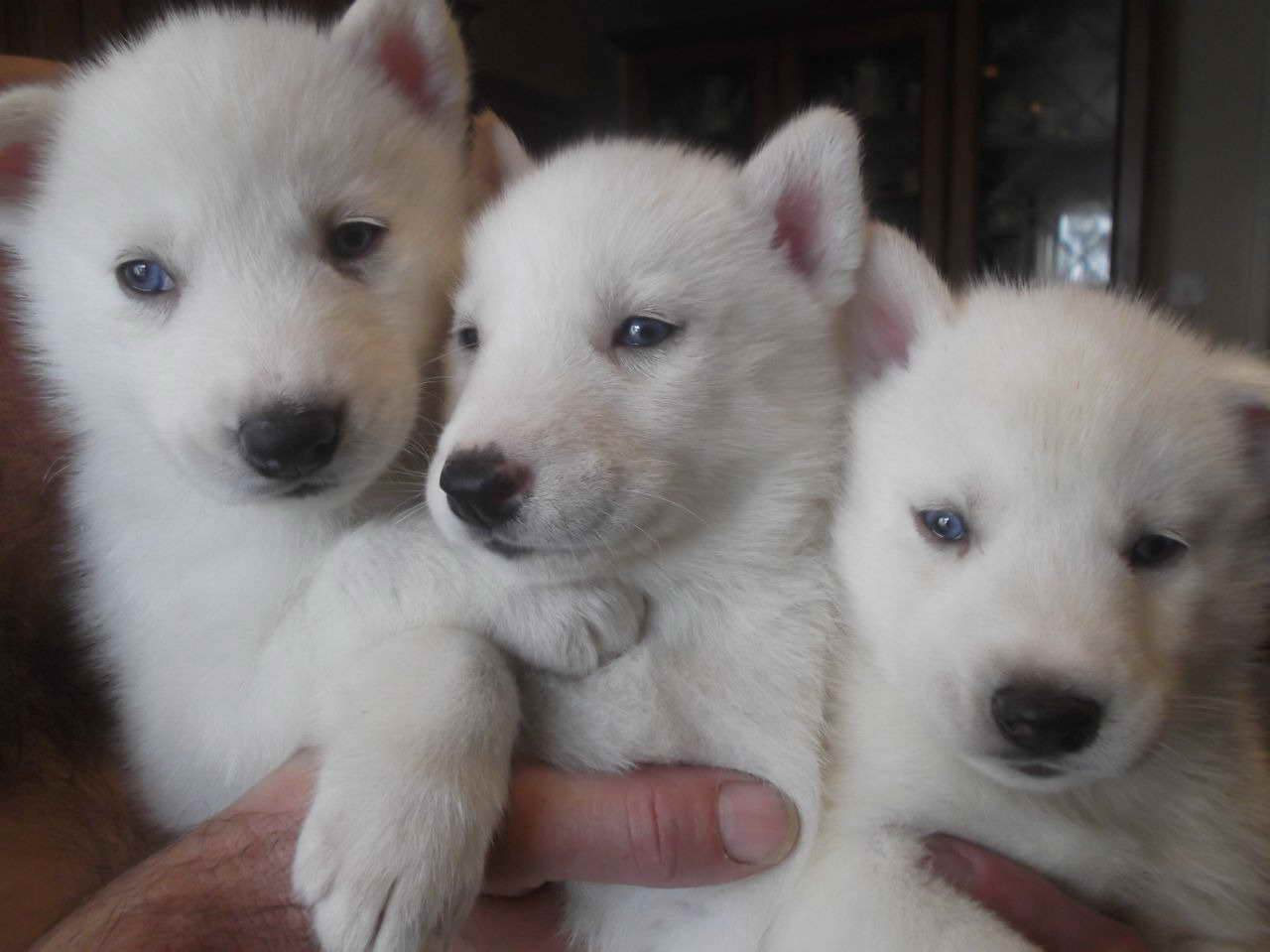 All White Husky Puppy For Sale