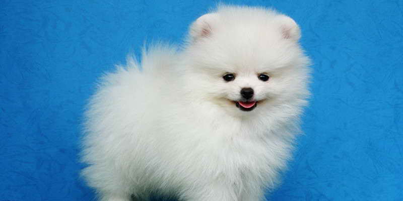All White Pomeranian