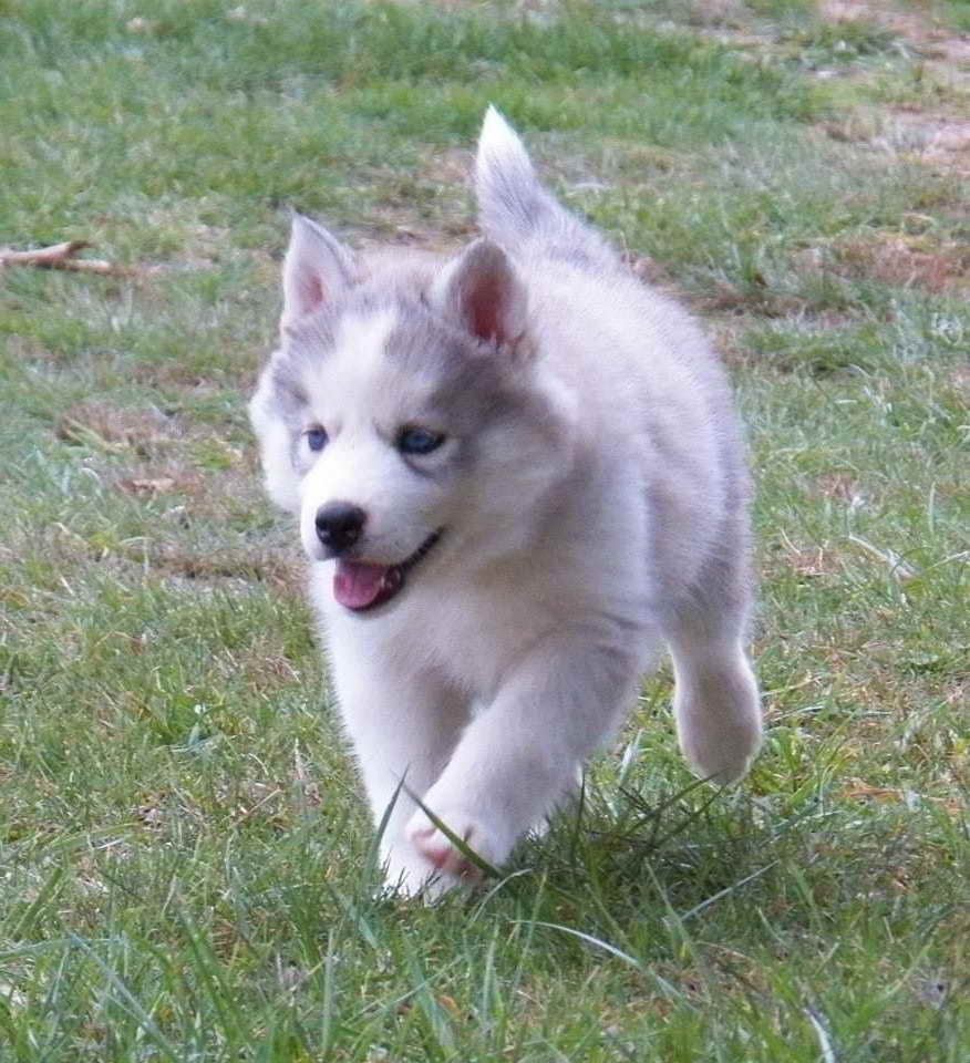 All White Siberian Husky Puppy For Sale
