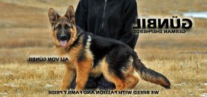 Alpha German Shepherd