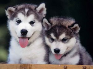 Alskan Husky Puppies