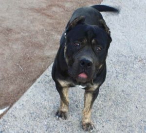 Ambullneo Mastiff Puppies For Sale