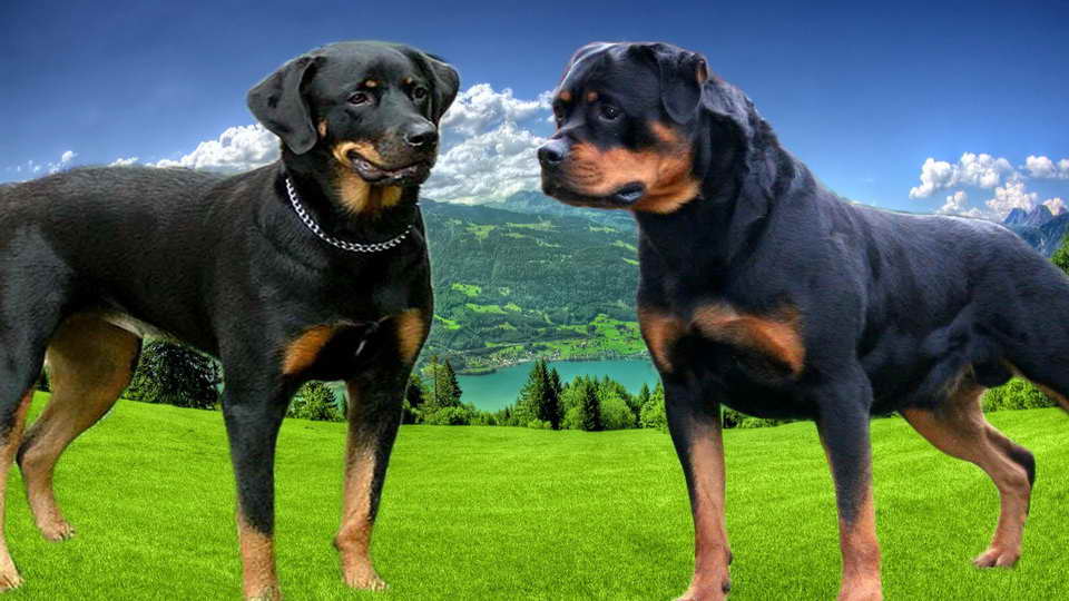 American And German Rottweiler