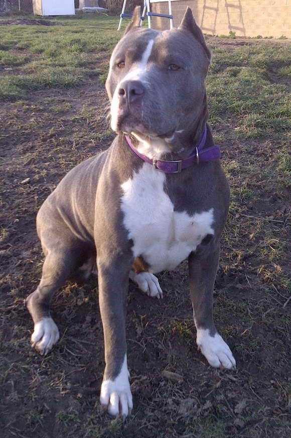 American Bandogge Mastiff