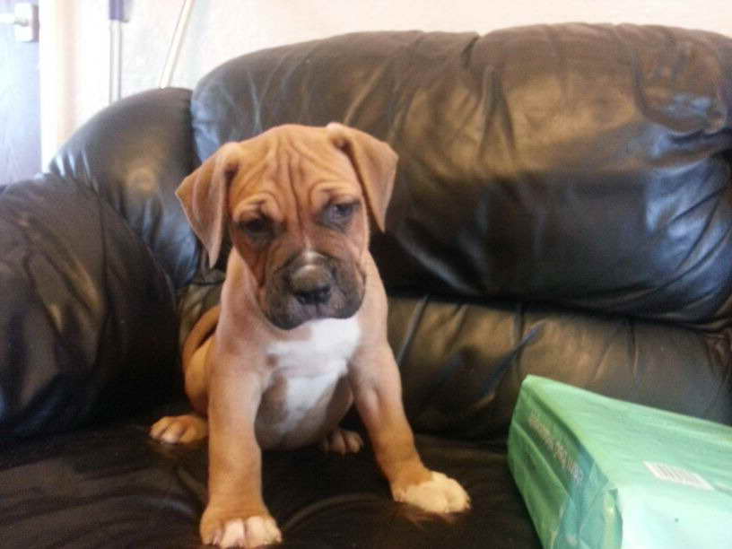 American Bull Mastiff Puppies