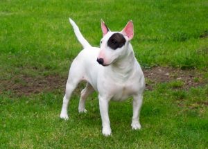 American Bull Terrier Puppies