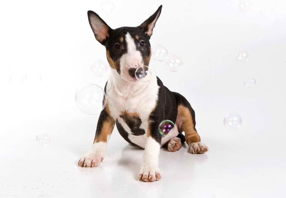 American Bull Terrier Puppy