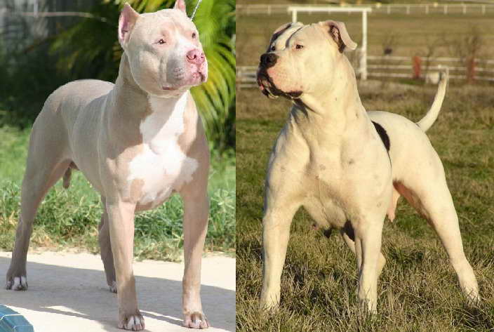 American Bulldog Pit Bull