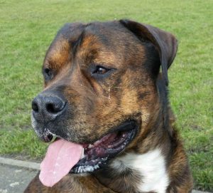 American Bulldog Rottweiler Puppies