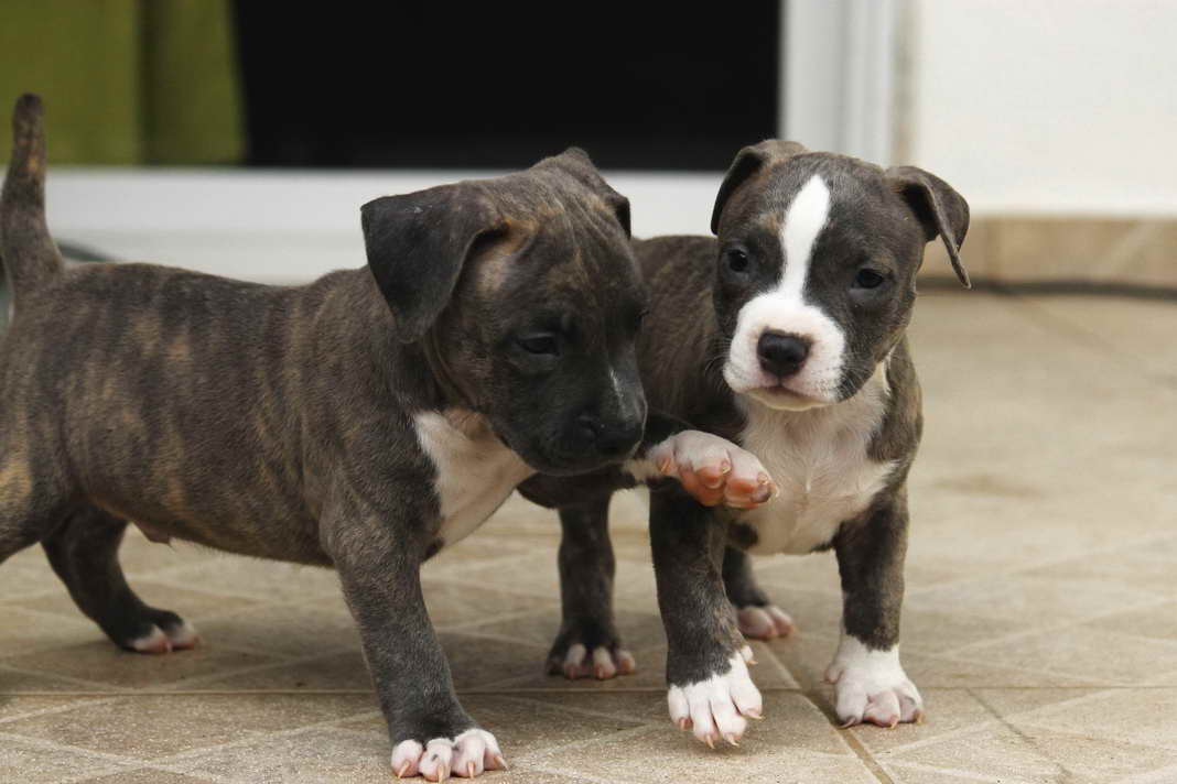 American Bulldog Terrier Puppies For Sale