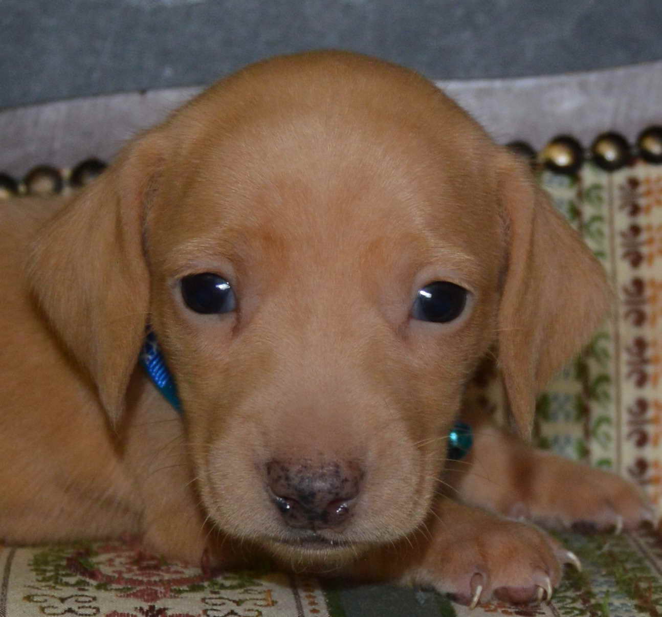 American Cream Dachshund