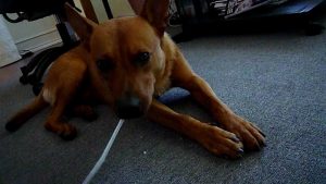 American Dingo German Shepherd Mix