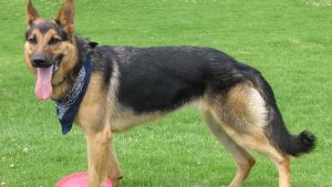 American German Shepherd