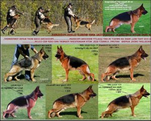 American German Shepherd Breeders