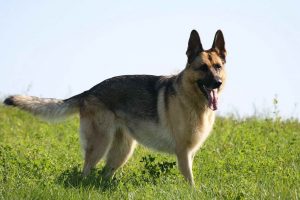 American German Shepherd For Sale