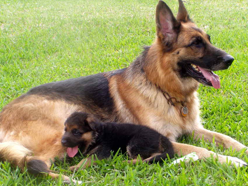 American German Shepherd Puppies For Sale | PETSIDI