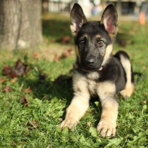 American German Shepherd Puppy