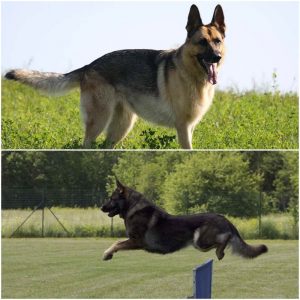 American German Shepherd Vs German German Shepherd