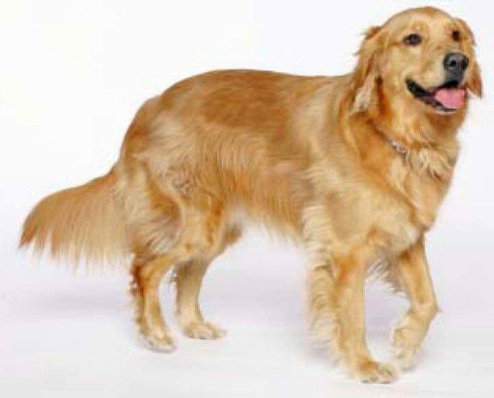 American Golden Retriever Puppies For Sale