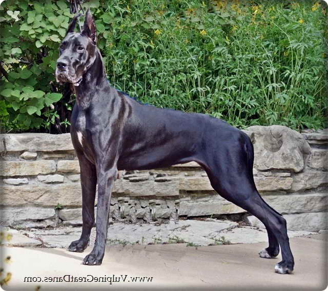 American Great Dane Puppies For Sale