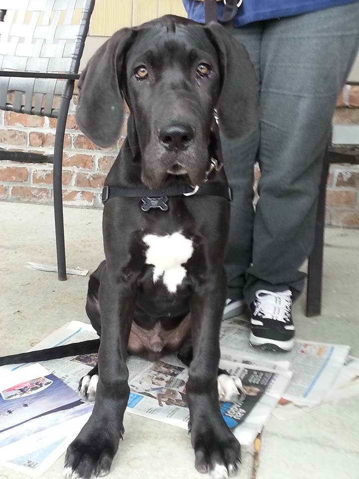 American Great Dane Puppies